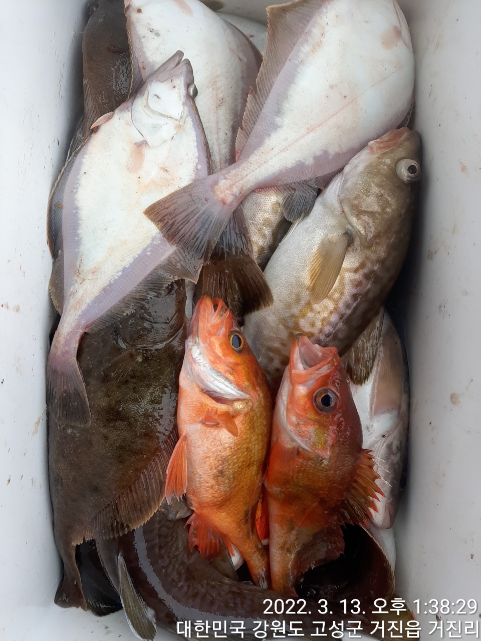 어구가자미대박