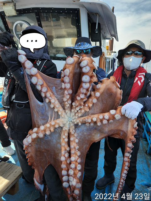 21인승비너스호 대왕문어조황