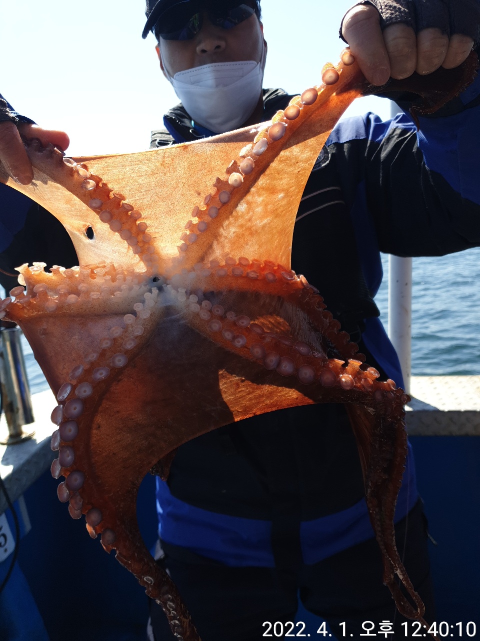 성복호 대왕문어조황