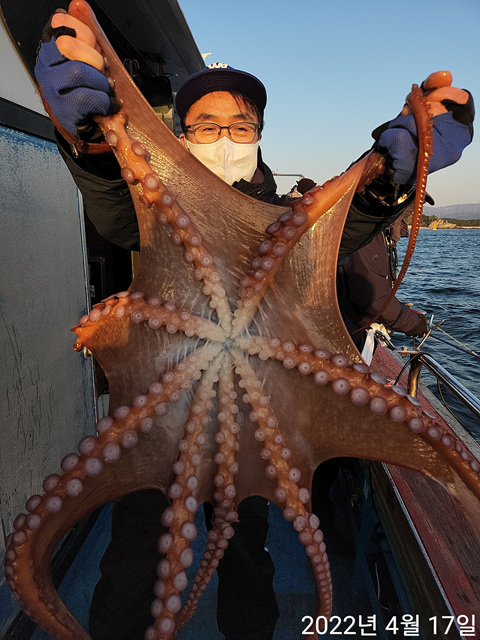 21인승비너스호 문어조황 4/17