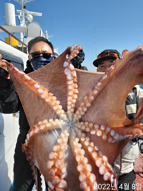 21인승비너스호 문어조황