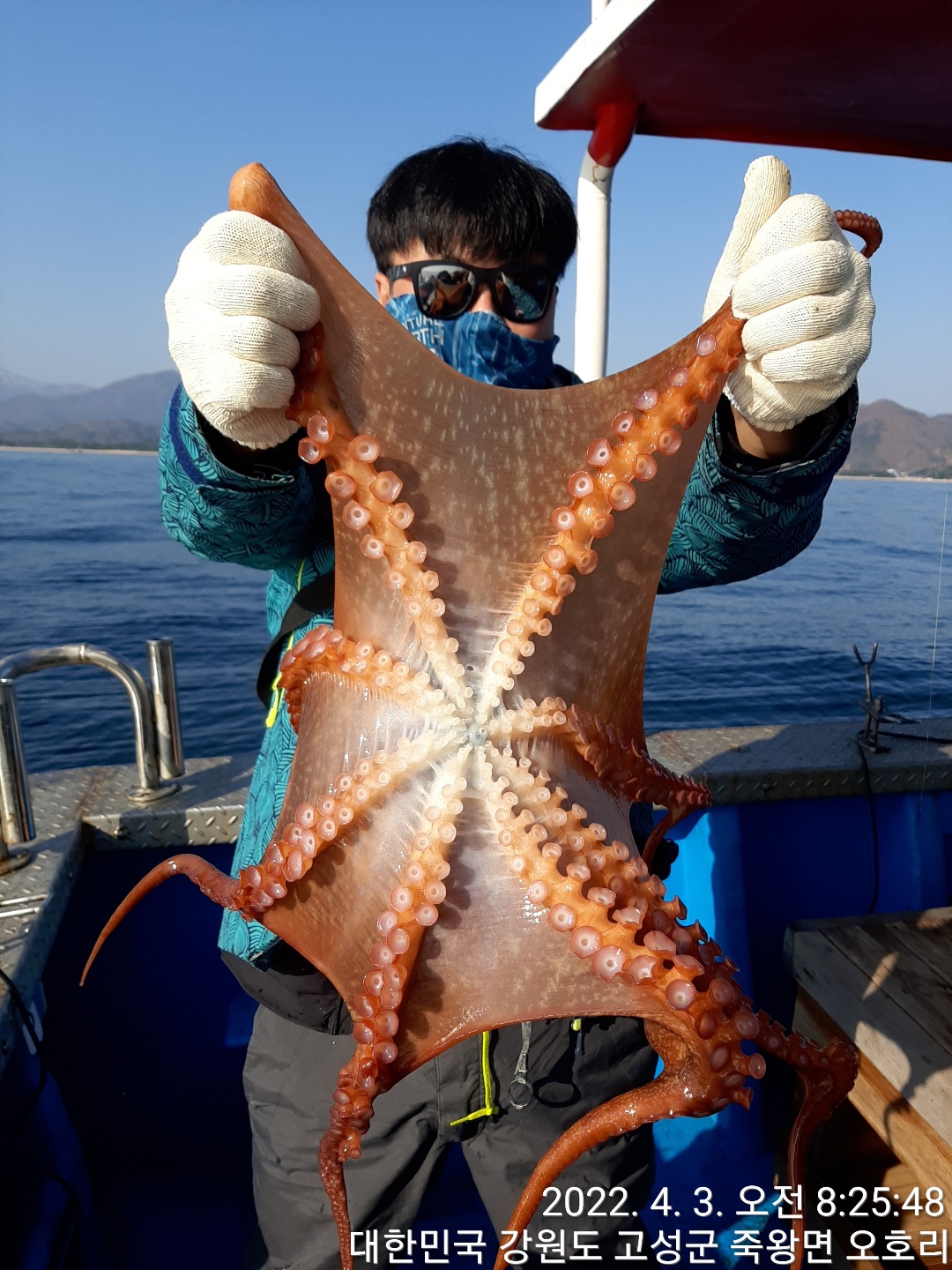 성복호 문어조황  4/3