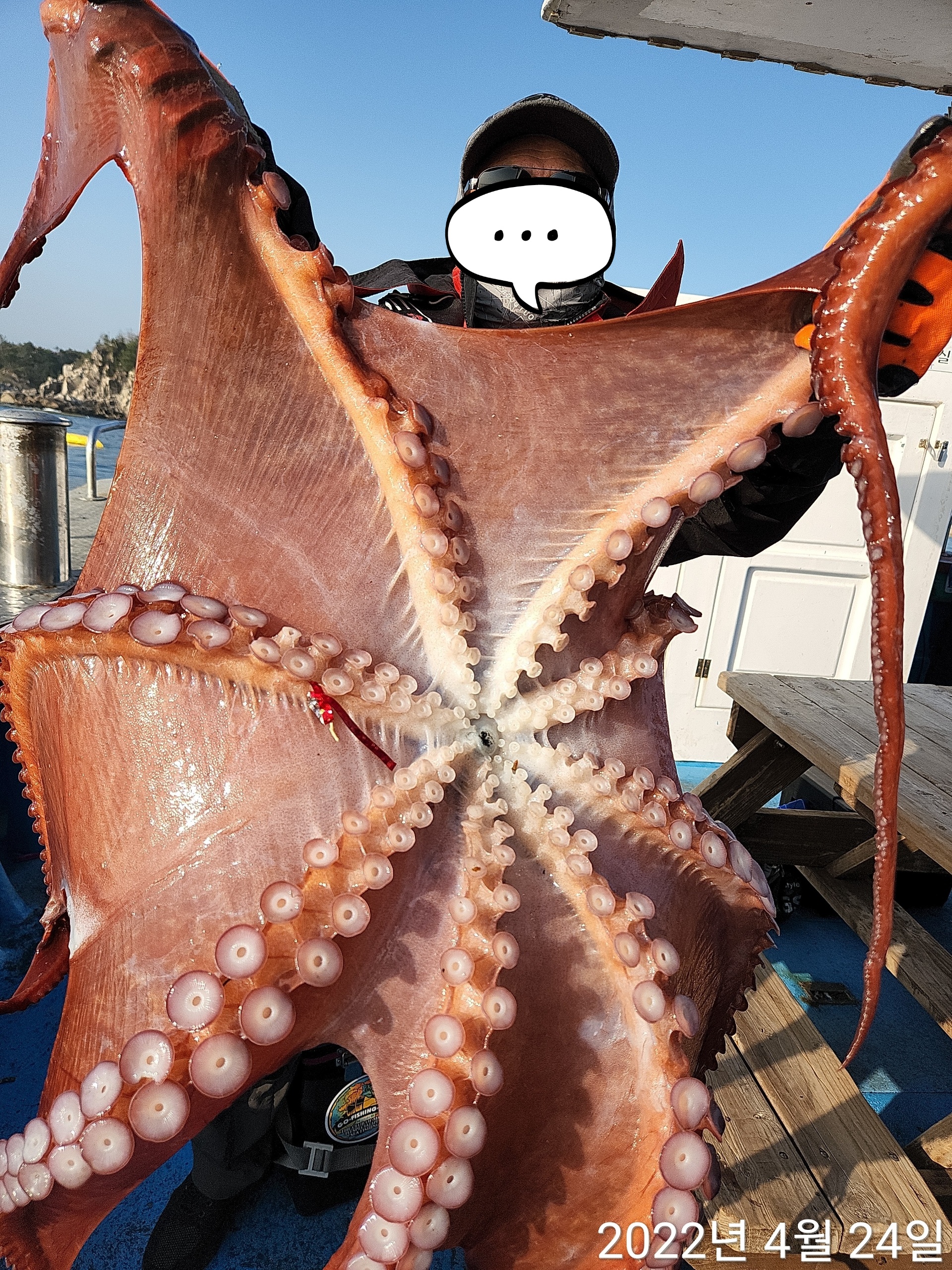 21인승비너스호 대왕문어조황 4/24