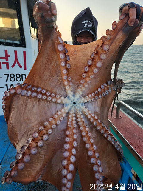 21인승비너스호 대왕문어 실시간대박