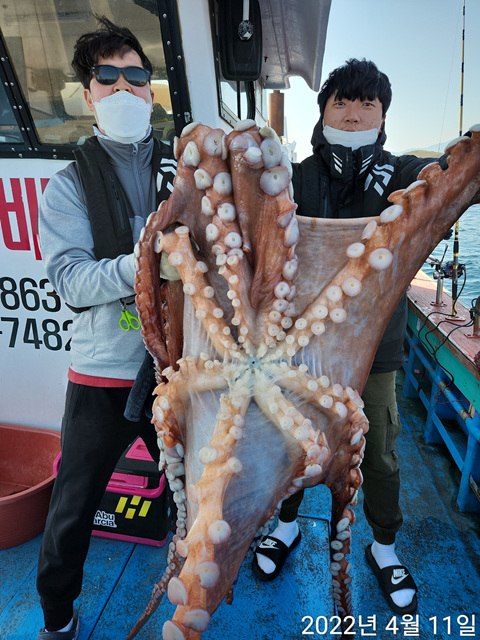 21인승비너스호 대왕문어조황