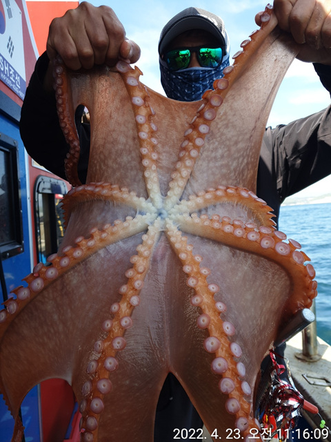 성복호 문어조황 4/23