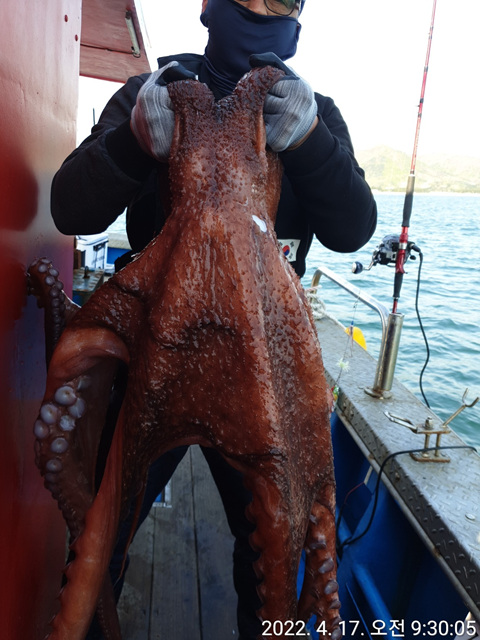 성복호 대왕문어조황 4/17