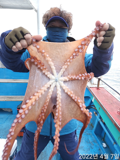 21인승비너스호 문어조황