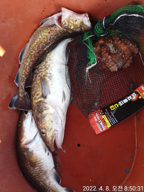 성복호 대구조황