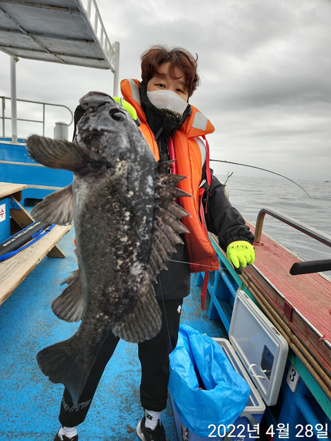 21인승 비너스호 우럭 ,황열기 대구 조황 4/28