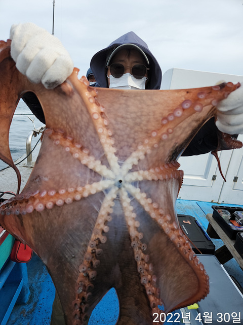 21인승비너스호 문어조황 4/30