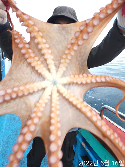 21인승비너스호 문어조황