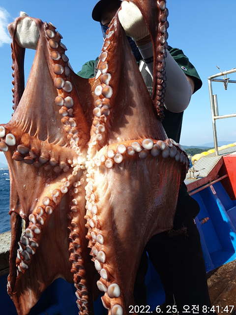 성복호 대왕문어 대박 6/25