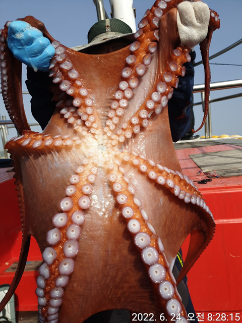 성복호 왕문어조황