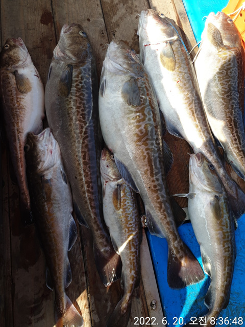 성복호 대구조황 6/20