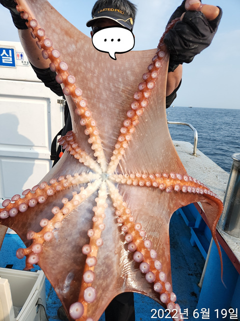 21인승비너스호 문어조황 6/19