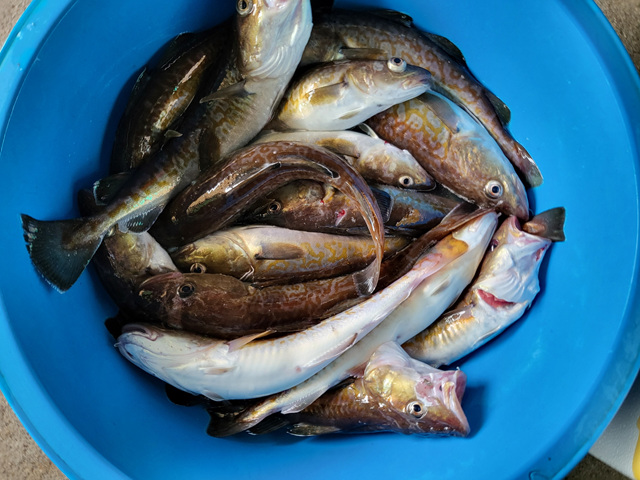 성복호 대구대박  60마리