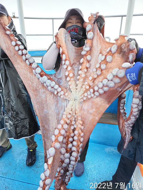 21인승 비너스호 대왕문어대박  35키로 7키로