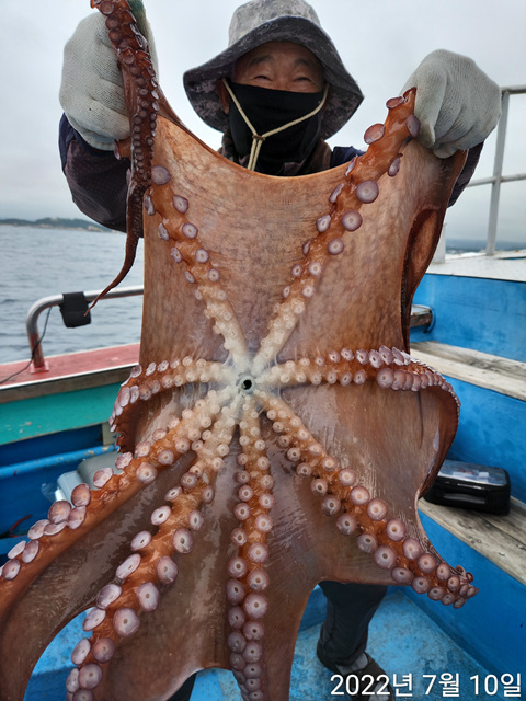 21인승비너스호 문어조황 ( 18마리)  7/10