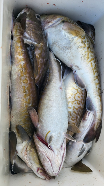 21인승 비너스호 대구조황  오후 7/28