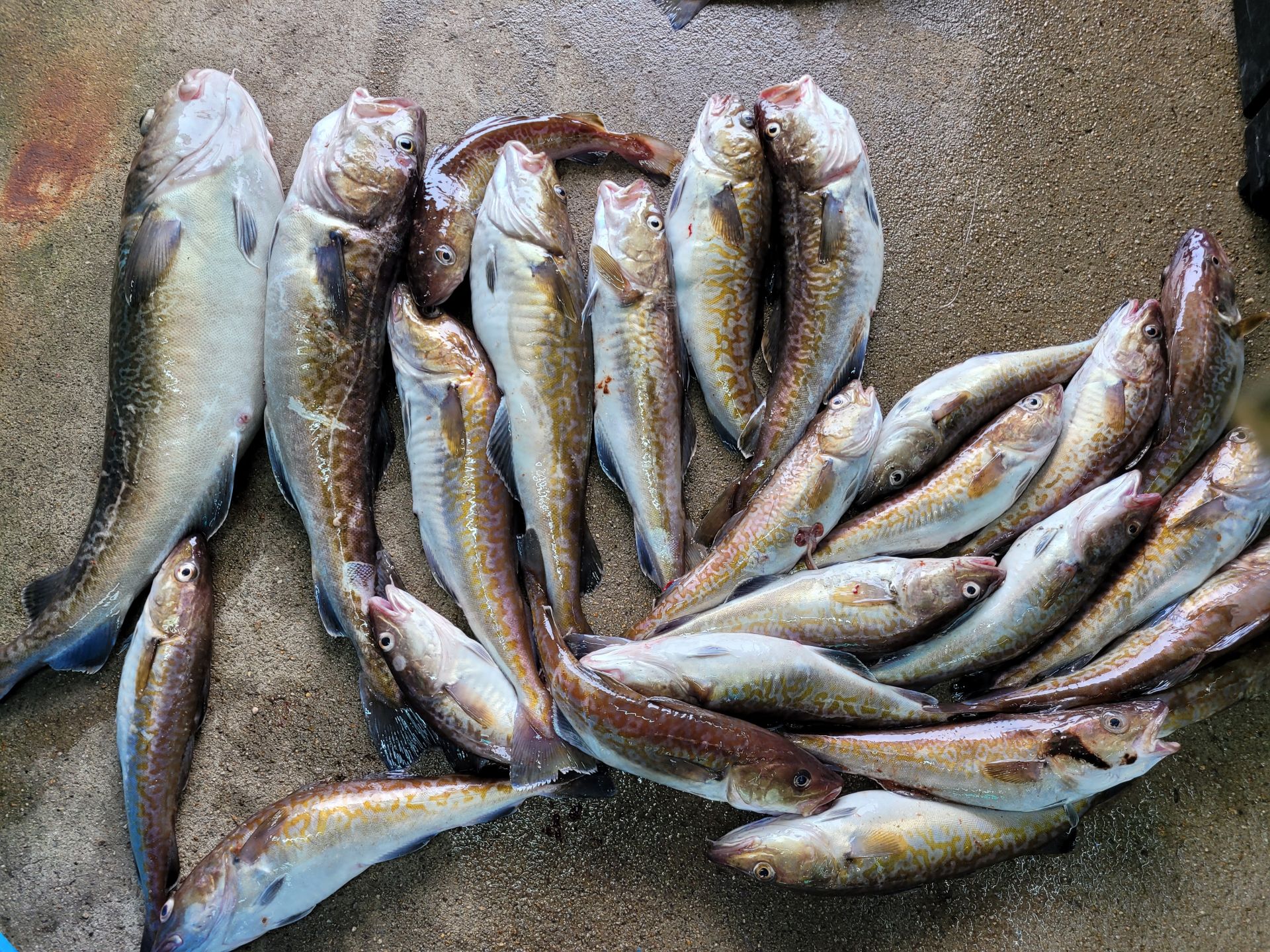 성복호 왕대구대박  7/10