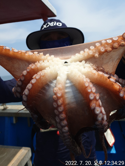 성복호 문어대박