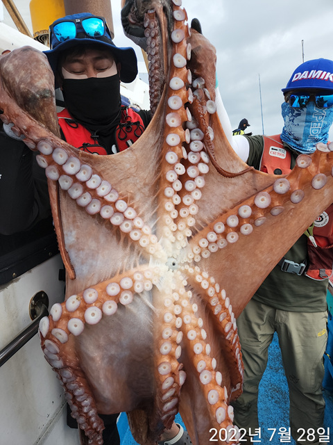 21인승비너스호 대왕문어대박