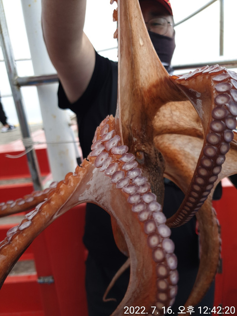 성복호 문어대박 25마리