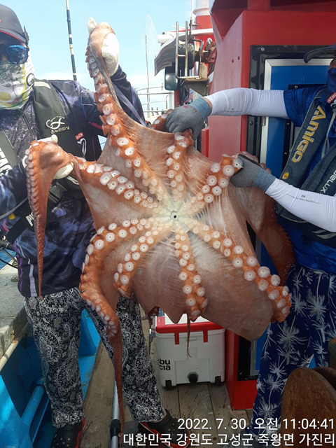 성복호대왕문어 조황 2마리7/30