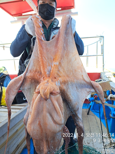 성복호 대왕문어4마리 대박 오후 참가자미대박