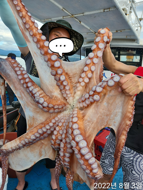 21인승비너스호 대왕문어대박 8/3
