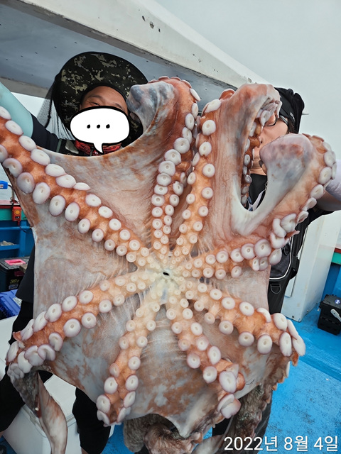 21인승 비너스호대왕문어 조황 왕대구조황