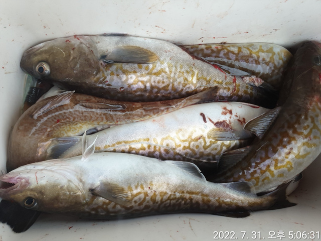 21인승 비너스호 왕대구조황 7/31