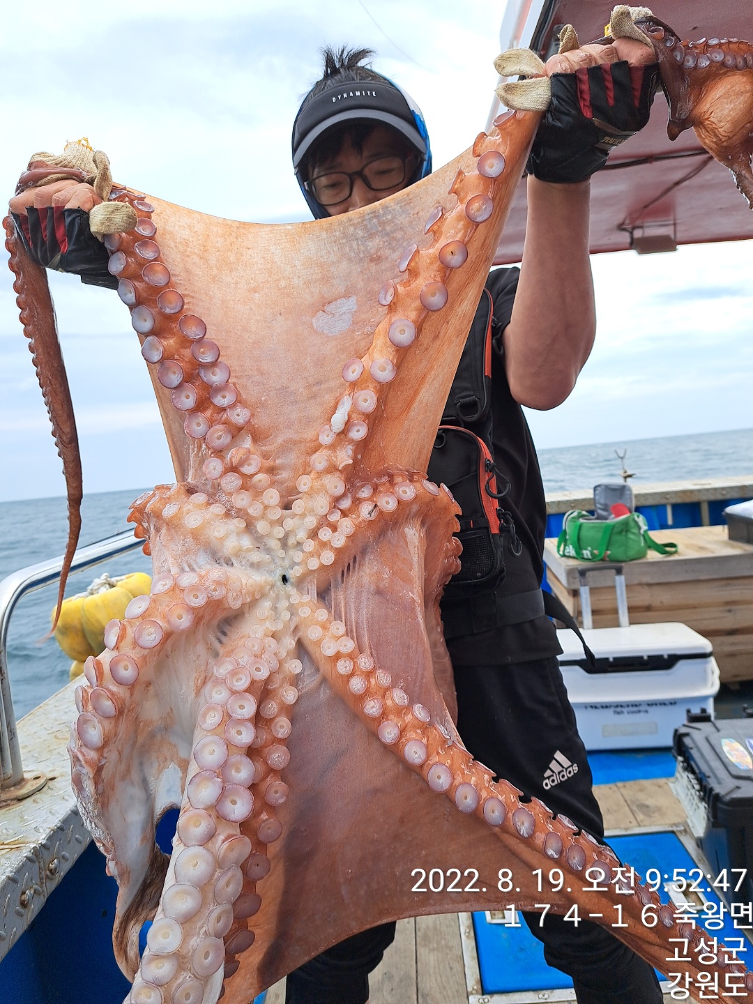 성복호 대왕문어조황