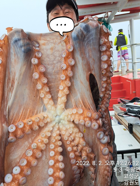 성복호 대왕문어 대박 3마리