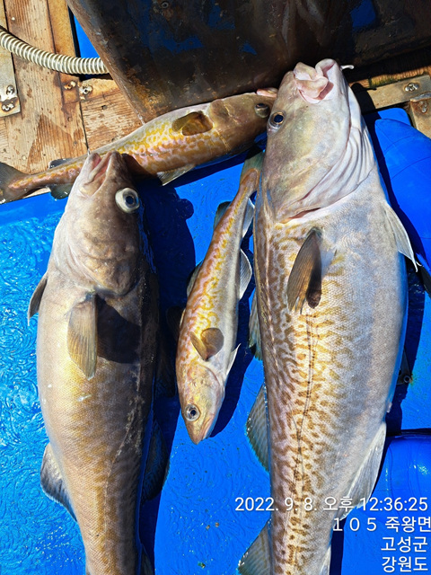 성복호 대구 30분조과