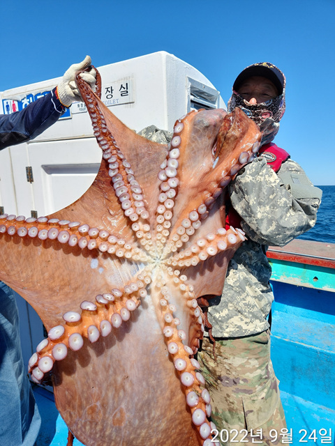 21인승비너스호 대왕문어조황 9/24