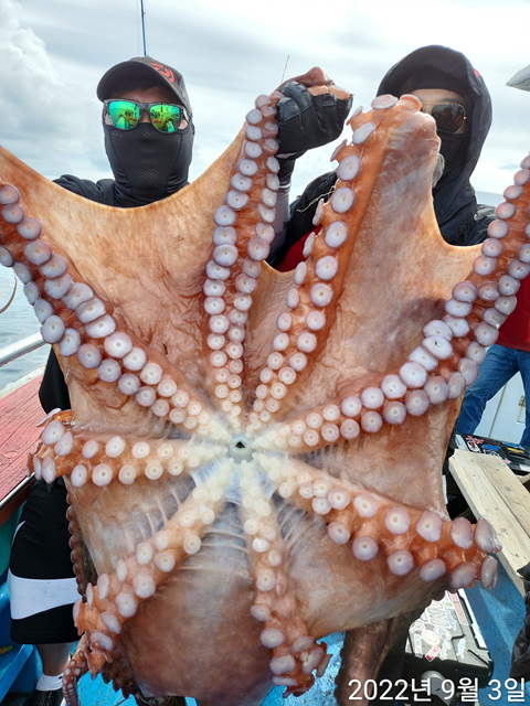 21인승 비너스호 대왕문어 3마리 9/3