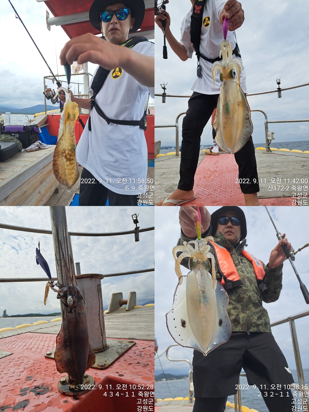 성복호 무느오징어 38마리 9/11