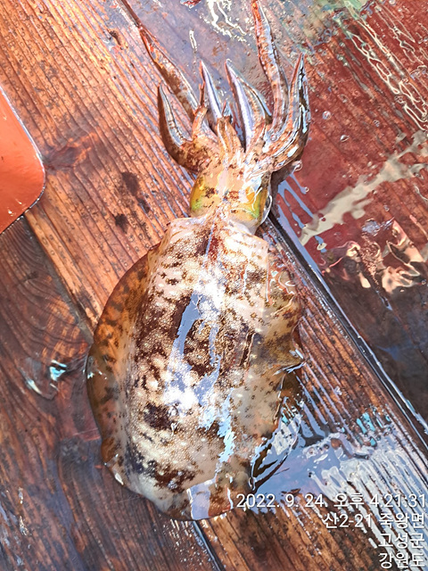 성복호 무늬 오징어 조황 9/24