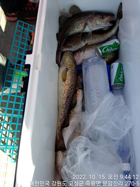 성복호 왕대구조황 10/15