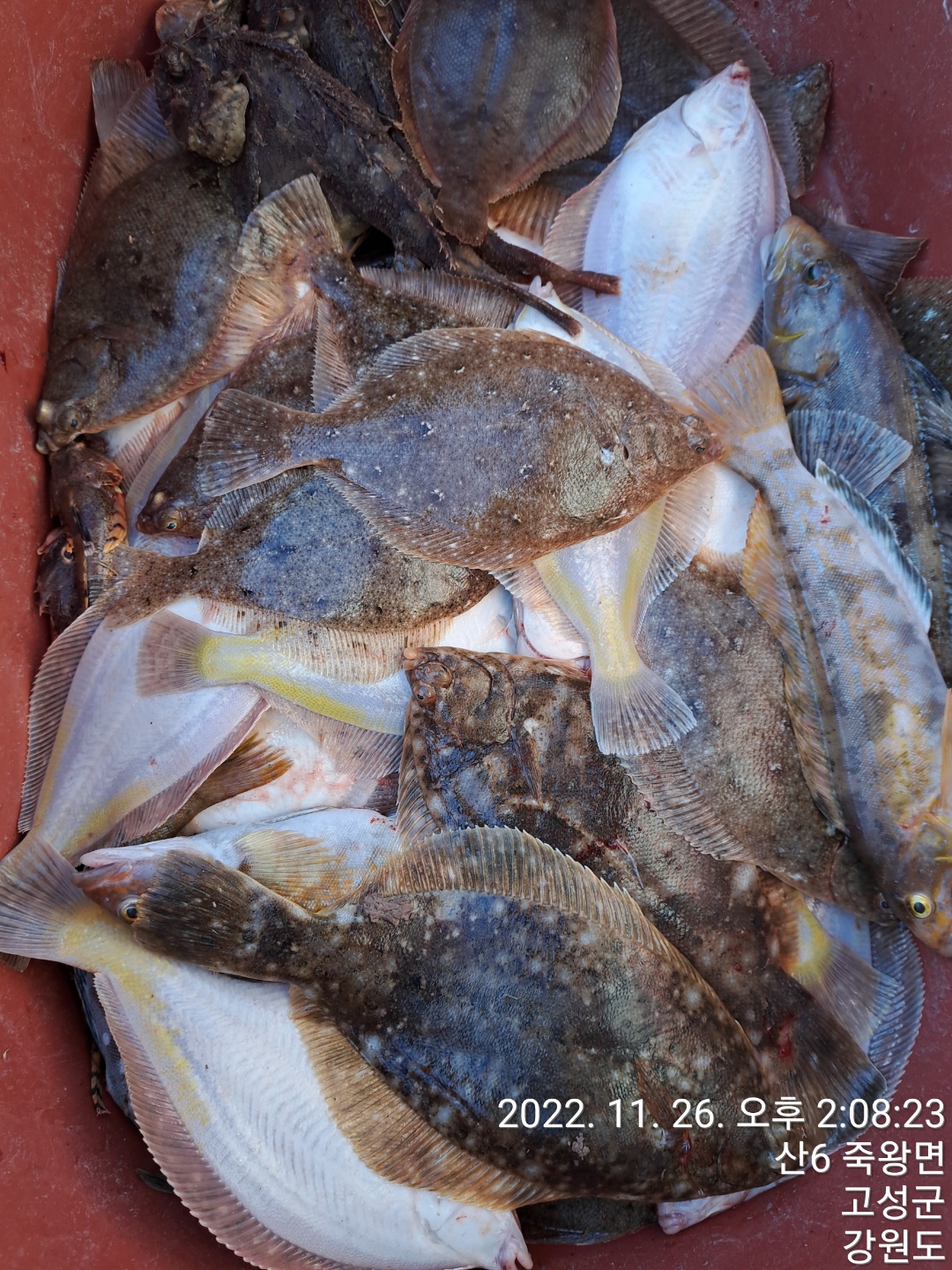 성복호 참가자미대박 11/26