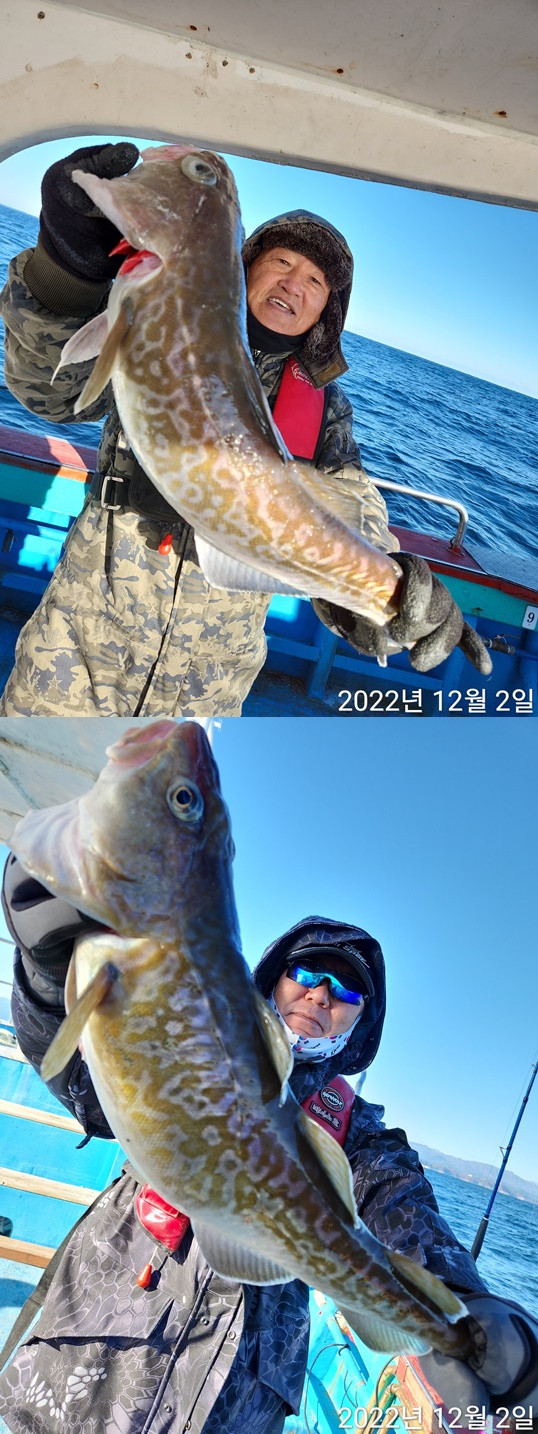 21인승 비너스호 실시간조황