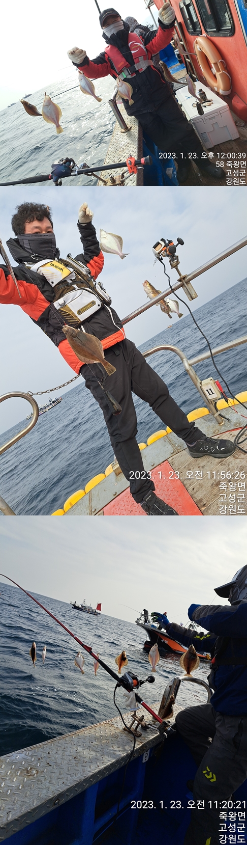 성복호 어구가자미조황