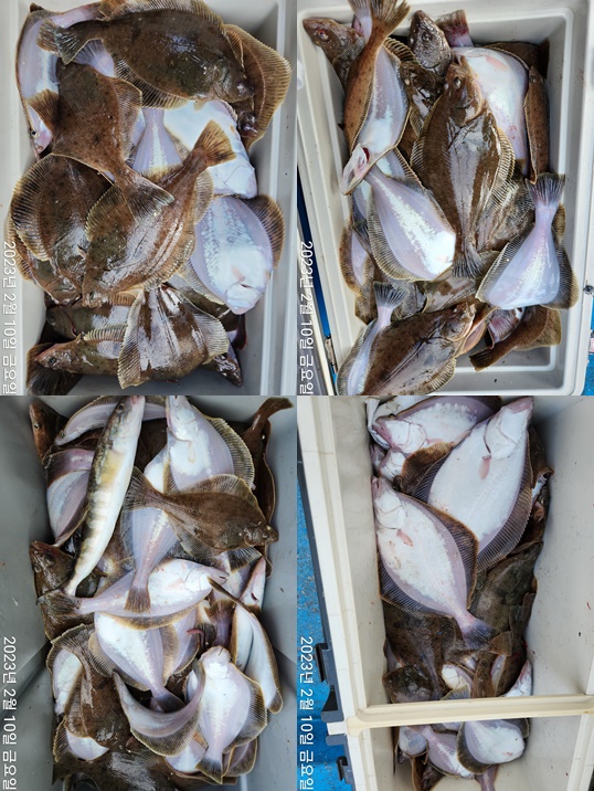 21인승 비너스호 어구가자미쿨러조황