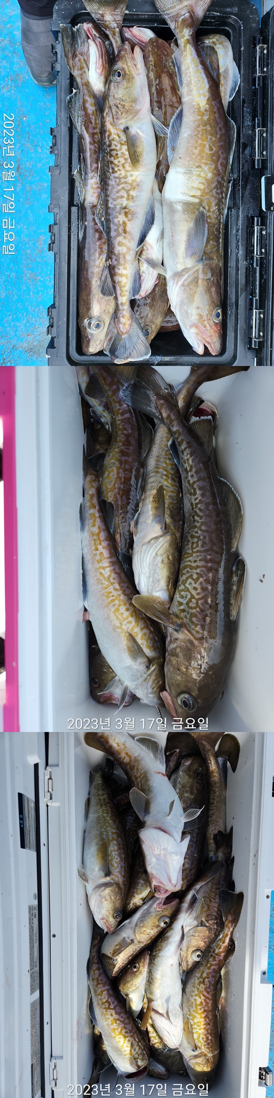 21인승 비너스호  대구쿨러대박