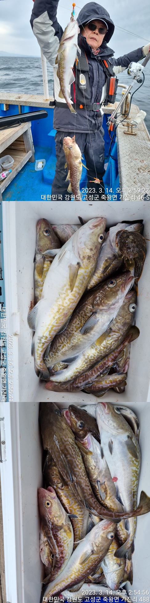 성복호  대구조황 3/14