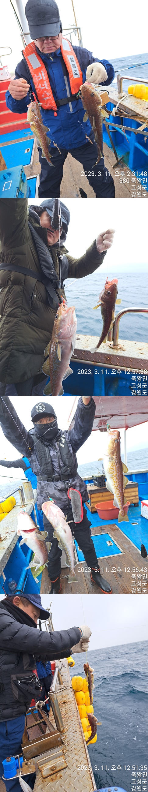 성복호 어구가자미 , 대구조황 3/11
