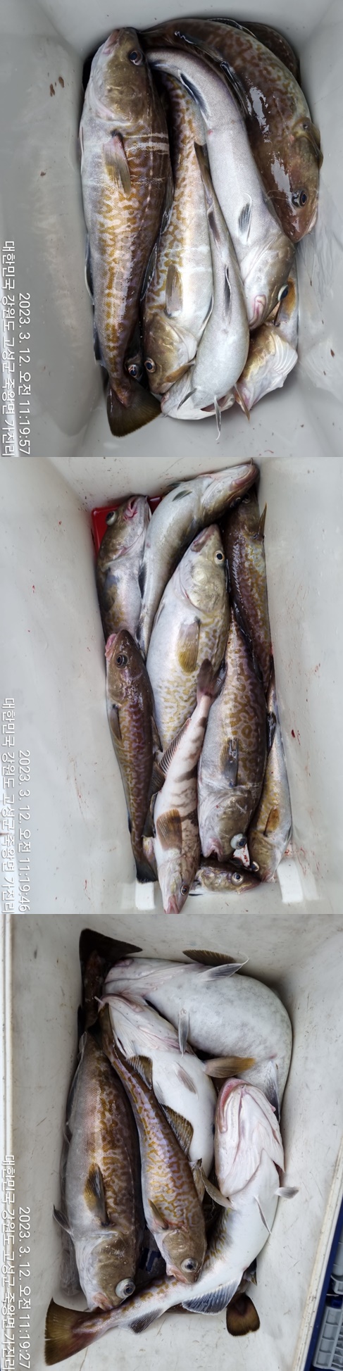 성복호 대구조황 3/11