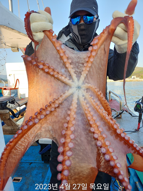 21인승 비너스호 40키로 대왕문어대박